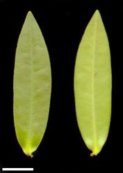 Veronica pubescens subsp. pubescens. Leaf surfaces, adaxial (left) and abaxial (right). Scale = 10 mm.
 Image: W.M. Malcolm © Te Papa CC-BY-NC 3.0 NZ